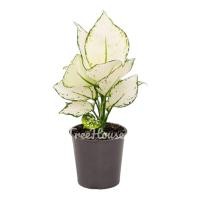 ราคา ซุปเปอร์ไวท์ Aglaonema Super White (20703399478)