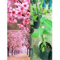 ราคา ต้นพญาเสือโคร่งหรืออีกชื่อซากุระเมืองไทย ต้นสูง 25 ถึง 40 cm ตัวเมียจะออกแบบดอกเป็นสีชมพูแดงและขาวซีดเป็นช่อกระจุก (13555894146)