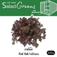 ราคา ตัดสดทุกออเดอร์ เรดโอ๊ค ผักสลัด สดสะอาด ปลอดสารเคมี LEDFARM (17919440970)