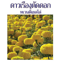 ราคา เมล็ดพันธุ์ดาวเรืองตัดดอก ทเวนตี้เยลโล่ 500 เมล็ด ดอกใหญ่ ให้ผลผลิตสูง สำหรับตัดดอกจำหน่าย ร้อยมาลัย ใส่แจกัน ร้าน dddOrchids (8280138016)