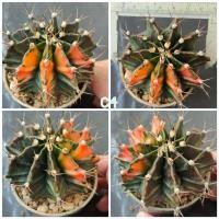 ราคา ยิมโนมิฮาโน่ ด่าง ใหญ่ๆ เซตนี้ไม้อายุ3ปีขึ้นไป (19213983029)