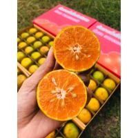 ราคา ส้มสายน้ำผึ้ง 3กก 5กก ส่งฟรี หวานฉ่ำ รสชาติดี เก็บสดทุกวัน อ ฝาง เชียงใหม่ (11065755601)