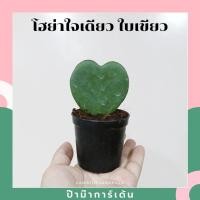 ราคา ต้นโฮย่าใบหัวใจ หัวใจเดียว เหมาะมอบเป็นของขวัญ หัวใจเพนท์ลาย (19949768149)