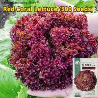 ราคา เมล็ดพันธุ์ ผักกาดหอมแดง บรรจุ 500 เมล็ด Red Lettuce Seeds Organic Vegetable Seeds for Planting เมล็ดผักกาดหอม ผักสลัด เมล็ดพันธุ์ผัก เมล็ดพันธุ์แท้ OP ผักสวนครัว ผักออร์แกนิก พันธุ์ผัก เมล็ดผัก เมล็ด