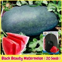ราคา ปลูกง่าย เมล็ดพันธุ์ แตงโมดำ บรรจุ 20เมล็ด Giant Black Beauty Watermelon Seeds Fruit Seeds for Planting แตงโมยักษ์ แตงโมเมญ่า เมล็ดแตงโม ผลไม้อินทรีย์ เมล็ดพันธุ์ผลไม้ ต้นไม้ผลกินได้ ต้นไม้กินผล เมล็