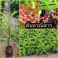 ราคา ต้นธรณีสาร (15218013142)