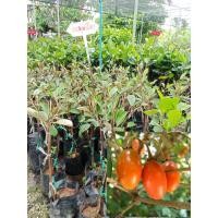 ราคา ต้นละมุดสีดา ผลสีแดงสดใสหรือสีแดงคล้ำเล็กน้อย เนื้อด้านในสีเหลืองอมส้ม รสชาติหวานปนฝาดเล็กน้อย เมล็ดสีดำ ติดผลได้เรื่อย ๆ ตลอดทั้งปี นิยมรับประทานกันมาก ละมุดสีดา มีกลิ่นหอมแรง รสชาติอร่อย (2037241926