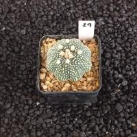 ราคา Astrophytum แคคตัส กระบองเพชร ราคาส่ง สวยๆ AA02 (17262814926)