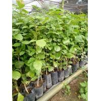 ราคา แคนา ขนาด 20 50 เซนติเมตร ชุด 10 ต้น 180บาท (9623184742)