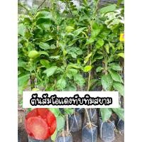 ราคา ต้นส้มโอแดงทับทิมสยาม สูง80 100ซม (19450768217)