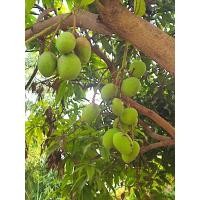 ราคา มะม่วงเบาใต้ (21301363040)