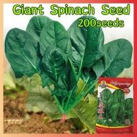 ราคา เมล็ดพันธุ์ ผักปลังแดง Green Giant Spinach Seeds งอกง่าย 200เมล็ด ซอง Rare Amaranth Plants Seeds Vegetable Seeds Red Malabar Spinach Seed เมล็ดบอนสีเทพๆ เมล็ดพันธุ์ผัก เมล็ดผัก ผักสวนครัว ต้นไม้มงคล บ