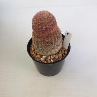 ราคา เรนโบว์ Rainbow Cactus แมมมิลลาเรีย Mammillaria แคคตัส กระบองเพชร MA00 (21059069304)