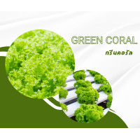 ราคา เมล็ดพันธุ์ผักสลัด ชนิดเคลือบ ENZA ZADEN ขนาด 1000 เมล็ด (16285612414)