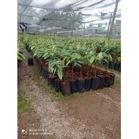 ราคา ต้นทุเรียนเสียบยอดพันธุ์หมอนทอง ขนาด 55 70 ซม (4876194403)
