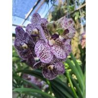 ราคา vanda กล้วยไม้แวนด้า ม่วง ลูกผสม ช่อใหญ่ สวย ดอกใหญ่ จัดส่งต้นที่ติดดอกแล้ว (12192082653)