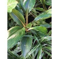 ราคา ว่านเศรษฐีก้านทอง (8238780920)