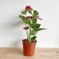 ราคา หน้าวัวแคระ มาพร้อมกระถาง (17297966194)