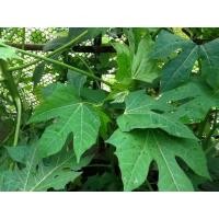 ราคา ใบผักไชยา ผักผงชูรส เด็ดสดเป็นใบส่ง 1กก 99 บาท (18553897014)