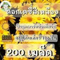 ราคา เมล็ดพันธุ์ เดซี่สีเหลือง Yellow Daisy 200 เมล็ด เมล็ดพันธุ์แท้ นำเข้าจากต่างประเทศ ปลูกง่ายไม่กลายพันธุ์ (7420009578)