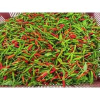 ราคา พริกขี้หนูสวน เมล็ดใหญ่ เผ็ด พร้อมส่ง (21310586489)