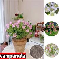 ราคา พร้อมส่ง ง่ายต่อการปลูกเมล็ดพันธุ์ของ Windbell เมล็ดสด 100 200 เมล็ดบรรจุสีผสมเมล็ดพันธุ์ดอกไม้สามารถเติบโตได้ทั่ว Tiger เมล็ดพันธุ์ดอกไม้ที่สวยงามสามารถตกแต่งบ้านและสวนดอกไม้ดอกไม้ประดับกระถางดอกไม้ 