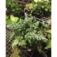 ราคา ใบเงินใบทอง เฟิร์นใบเงิน สวย หระถาง 5 6 นิ้ว งามมากๆ (12107139774)