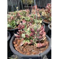 ราคา ต้นว่านนาคราช พญานาคราช ใบด่าง ในกระถาง 5 นิ้ว ว่านนาคราช ต้นไม้หายาก เป็นไม้เสริมดวง ไม้นำโชค ปลูกไว้เพื่อกันงูเข้าบ้าน (7181344855)