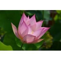 ราคา 4 เมล็ดพันธุ์ดอกบัว บัวสาย บัวหลวง พันธุ์นอก สายพันธุ์ Chinese Beauty สีชมพู อ่อนหวาน ปลูกประดับโต๊ะทำงาน เลี้ยงบัวในบ้าน Lotus Flower Plant Seeds (19316853914)