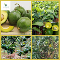 ราคา อะโวคาโดบูธ ต้นอะโวคาโดบูธ ต้นจากเมล็ด สูง 60 80 ซม มีเปลือกหนา เนื้ออร่อย (20613541122)