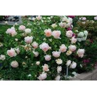 ราคา เมล็ดพันธุ์ เมล็ดกุหลาบ ดอกกุหลาบ พันธุ์ Soeur Emmanelle ชัวร์เอมมานูเอล กลิ่นหอมมาก ดอกสวย กลีบเยอะ กุหลาบเลื้อยพุ่มสูง อัตรางอก 80 8 เมล็ด (16323220817)