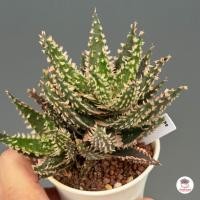 ราคา Aloe Hybrid seedlings อโลไฮบริด ไม้เมล็ด 100บาท ทุกต้น ไม้อวบน้ำ กุหลาบหิน cactus succulentหลากหลายสายพันธุ์ (16655787930)