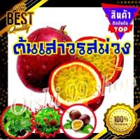 ราคา ต้นเสาวรสหวาน ผลสีม่วง มีรสหวานและกลิ่นหอมกว่าชนิดผลสีเหลือง ต้นกระทกรก พันธุ์ไทนุง ต้นสูง 30 40cm ลำต้นแข็งแรงออกผลไว 1ต้น แพ็ค (11816750089)