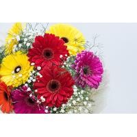 ราคา ขายส่ง 100 เมล็ด เมล็ดเยอบีร่า คละสี ดอกไม้ ดอกเยอบีร่า Gerbera ต้นเยอบีร่า ไม้ดอก ไม้ประดับ เยอบีร่ากระถาง ของแท้ 100 ไม้จัดสวน พืชเศรษฐกิจ (351827989)