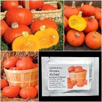 ราคา เมล็ดพันธุ์ ฟักทอง ซันไซน์ Sunshine F1 Squash Seed 5 เมล็ด คุณภาพดี ของแท้ 100 (20593823889)