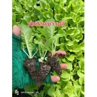 ราคา ต้นกล้าผักกากขาวปลี ต้นกล้าออแกนิกส์ ต้นกล้าผักโฮโดรโปรนิกส์ ต้นกล้าผักสวนครัว (21236071592)