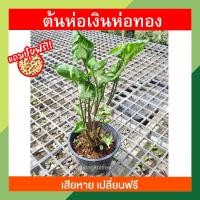 ราคา แถมปุ๋ยฟรี เสียหายเปลี่ยนฟรี ต้นห่อเงินห่อทอง กอบเงินกอบทอง ต้นไม้มงคล ต้นกวักกำเงิน เศรษฐีโอบทรัพย์ เงินทองไม้มงค (14863467039)