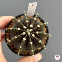 ราคา ยิมโน LB Hybrid Gymnocalycium แคคตัส กระบองเพชร cactus succulent (4552238992)