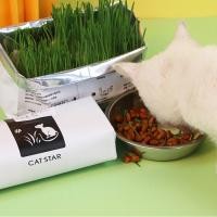 ราคา พร้อมส่ง หญ้าแมว ข้าวสาลีแมว ชุดปลูกข้าวสาลี ต้นข้าวสาลีแมว เมล็ดข้าวสาลี 40กรัม (18973738475)