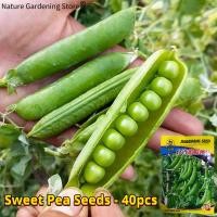 ราคา เมล็ดพันธุ์ ถั่วหวาน ถั่วลันเตาหวาน Sugar Daddy Snap Pea Seed บรรจุ 40 เมล็ด Sweet Pea Seeds Organic Vegetable Seeds for Planting เมล็ดถั่วหวาน F1 เมล็ดพันธุ์ผัก ผักสวนครัว ผักออร์แกนิก พันธุ์ผัก เมล็