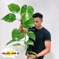 ราคา พลูด่าง พลูยักษ์ พลูด่างยักษ์ ใบฉีก กิ่งใหญ่ รากแน่น พร้อมปลูก (21216462823)