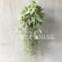 ราคา ลูกตีนเป็ด 3 แบบ พร้อมเคราฤาษี (20715488870)