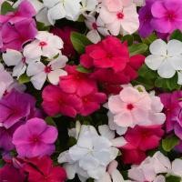 ราคา 20 เมล็ด ดอกแพงพวย แพงพวยฝรั่ง เมล็ดดอกไม้ Vinca Periwinkle Seeds สายพันธุ์ Valiant Mix (21271942773)