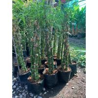 ราคา ต้นไผ่น้ำเต้า สูง 100 120 ซม จัดส่งในถึงชำ มี3ต้นในถุงชำ ไผ่น้ำเต้า Buddha s Belly Bamboo นิยมปลูกลงกระถางขนาดใหญ่ตั้งประดับไว้หน้าบ้านมีความเชื่อมาแต่โบราณว่า หากต้นไผ่เจริญงอกงามดี จะทำให้ผู้อยู่อาศ