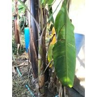 ราคา หน่อกล้วย นาค กล้วยมงคล หน่อใหญ่ๆ (17066225484)