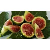ราคา ต้นมะเดื่อฝรั่ง มะเดื่อ มะเดื่อฝรั่ง Fig พันธุ์ Haifa ต้นสมบูรณ์มาก รากแน่นๆ มีผลขนาดใหญ่ จัดส่งพร้อมกระถาง 6 นิ้ว ลำต้นสูง 50 ซม (20987290507)