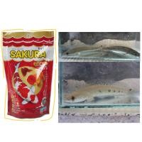 ราคา อาหารปลา ปลา ลูกปลาช่อนงูเห่า ไซร้2นิ้ว มีประกันสินค้าคะ (20912399266)