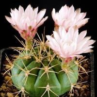 ราคา ยอดฮิต yongjw เพชร แคคตัส cacuts Gymnocalycium eurypleurum ยิมโนคาลิเซียม ยูริเพิลรัม grafting ไม้ตัดกราฟ 8 9cm ขายดี ต้นไม้ ฟอก อากาศ กระถาง ต้นไม้ ไม้ ประดับ ต้นไม้ ปลูก ใน บ้าน (13081504578)