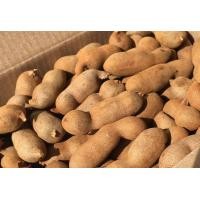 ราคา มะขามหวานสีทอง หมูปนสุกคละ มะขามหวานฝักใหญ่ๆ พันธุ์สีทอง ขนาด 1Kg หวาน สด หวาน อร่อย โดนใจ จากสวนคุณพ่อ (11560012992)