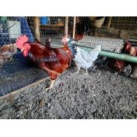 ราคา ไข่เชื้อ ไก่พันธุ์ไข่ จำนวน 1 ฟอง โรดแดง โรดขาว พ่อพันธุ์โรดไอส์แลนด์เรด แม่พันธุ์โรดไอแลนด์ไวท์ (21054809436)